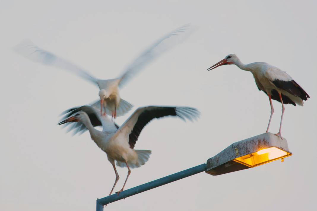 Türkiye’de leylek mevsimi! Konya hep güzergâhlarında 10